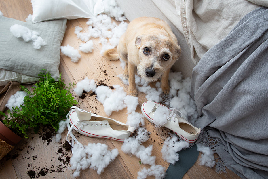 Expert Tips to Solve Separation Anxiety in Dogs 