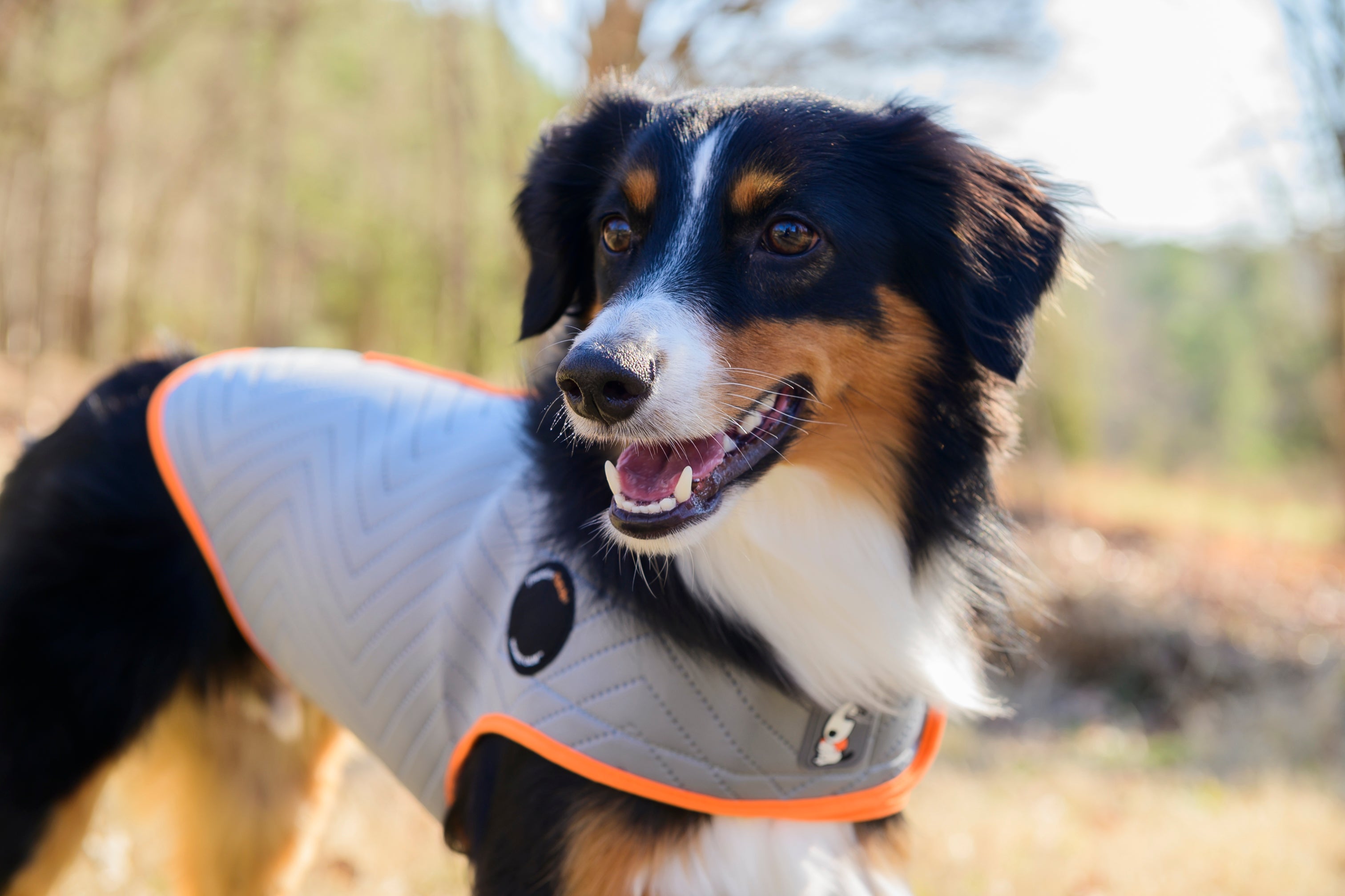 brown black and white dog wearing a sport thundershirt smiling