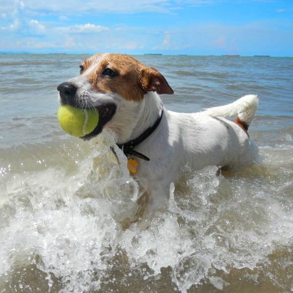 How to Keep Your Dog Safe & Cool This Summer