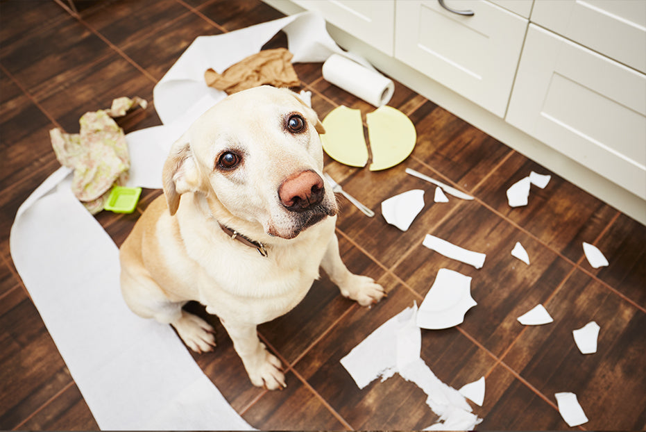 Recognizing Separation Anxiety in Your Dog
