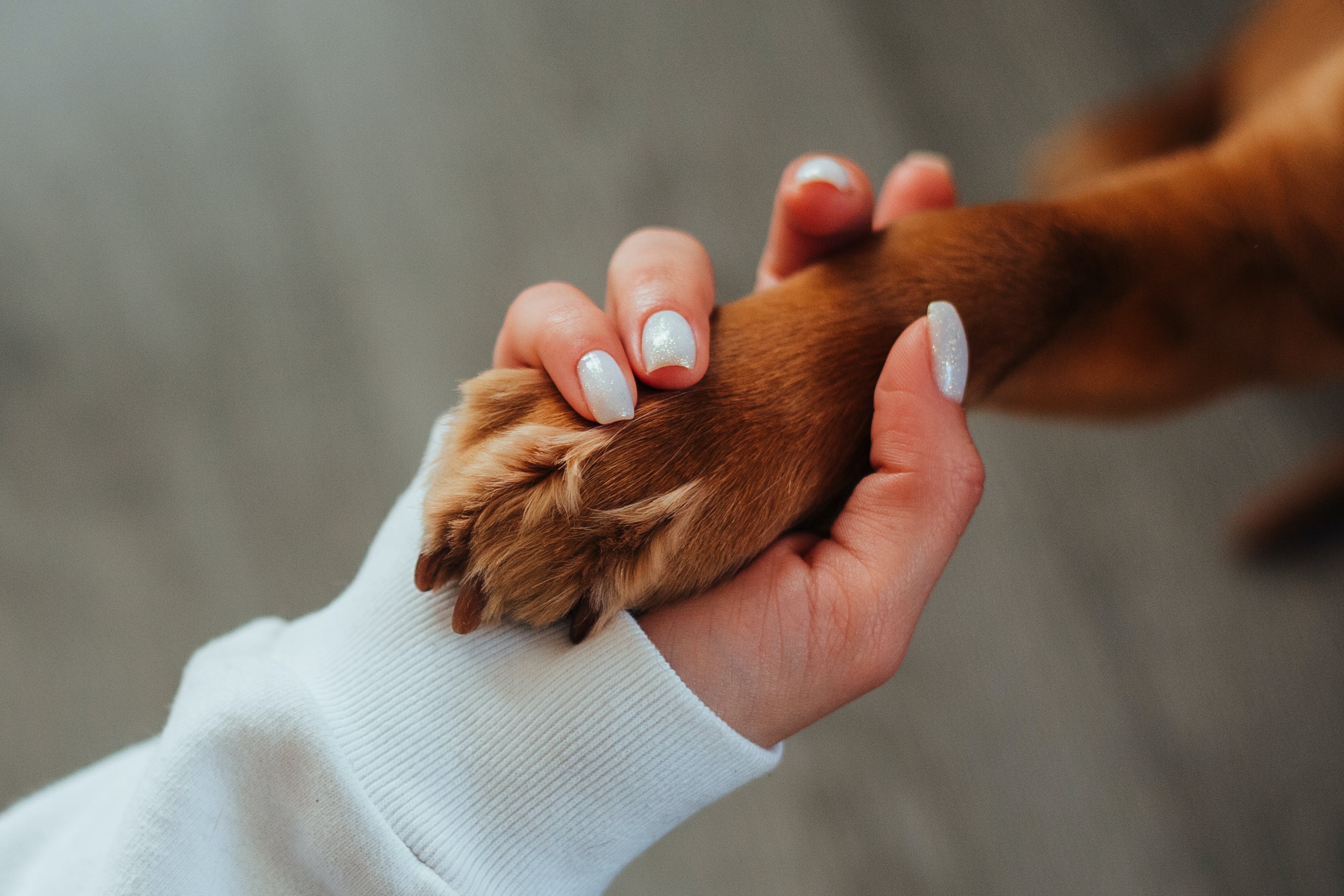 Combine the Powers of Calm: ThunderShirt® + ThunderEase® Spray!