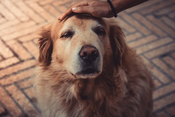tips for adopting a senior dog