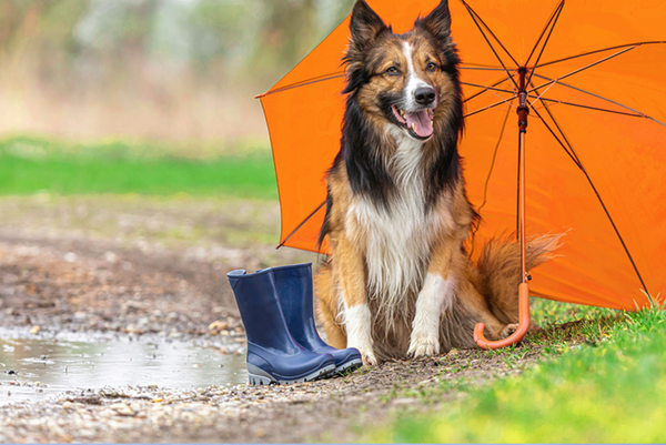 Spring Showers and Wagging Tails: Preparing Your Pup for Rainy Days