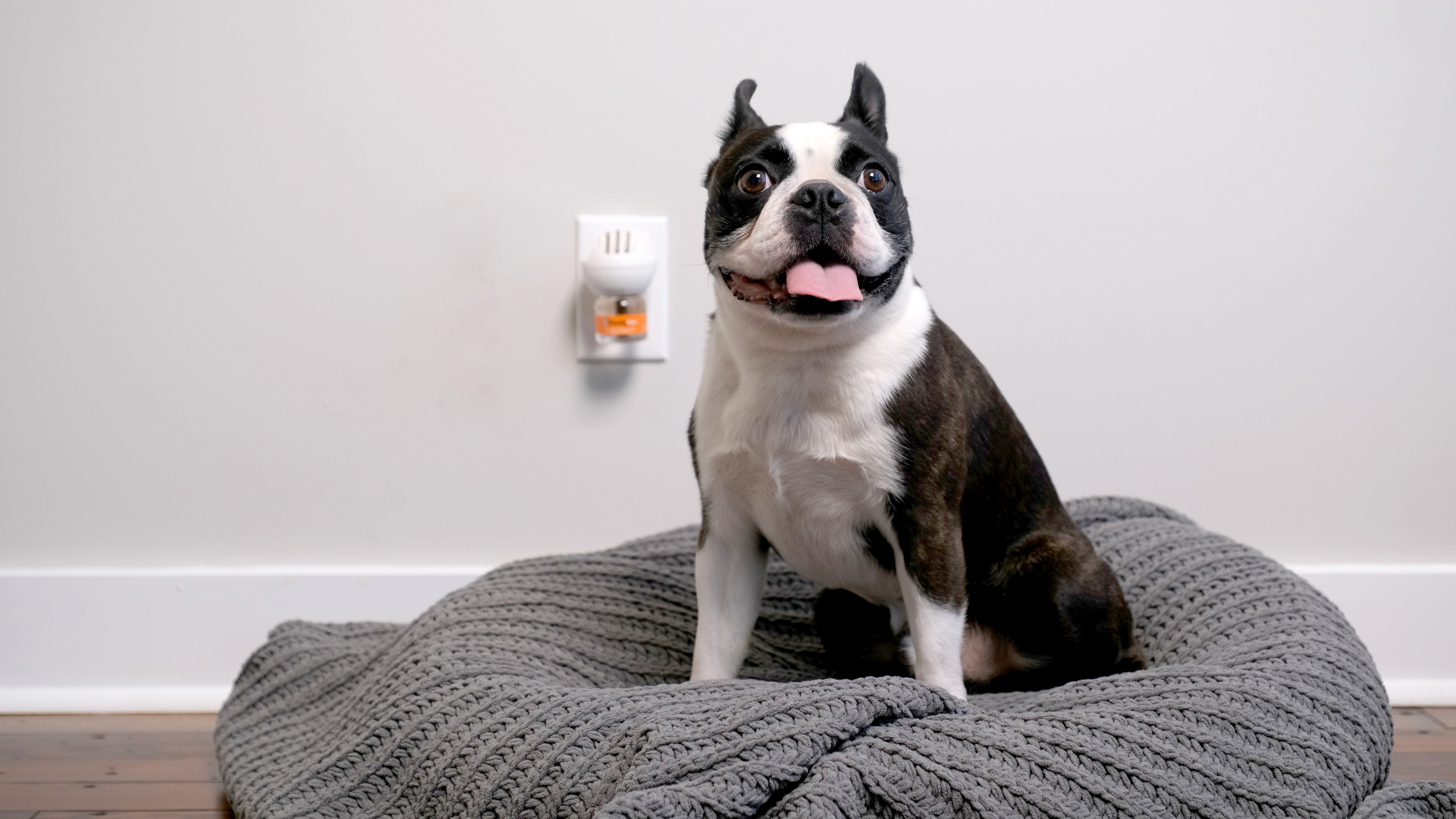 How do ThunderEase Pheromones for Dogs Work?