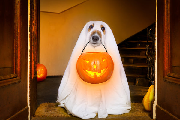 Halloween Tips for You and Your Dog