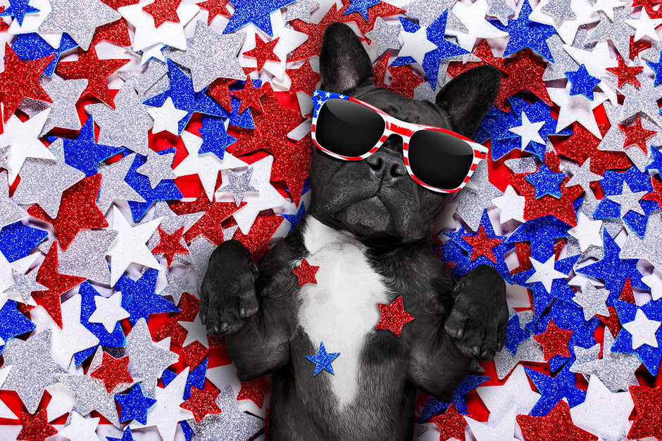 Preparing Your Dog for Memorial Day Weekend: How to Handle Travel,  Separation and Fireworks