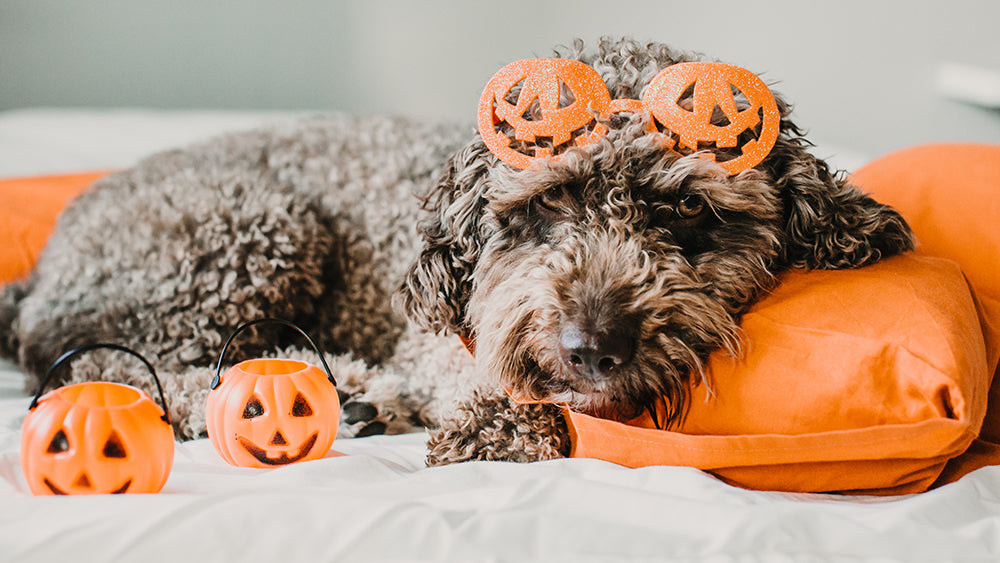 4 Tips to Keep Your Dog Safe and Calm on Halloween