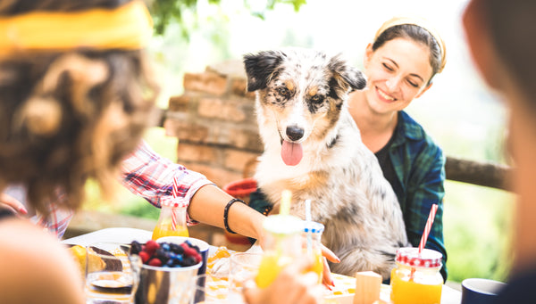 Labor Day + Your Dog: Tips for Managing LDW Anxiety Triggers