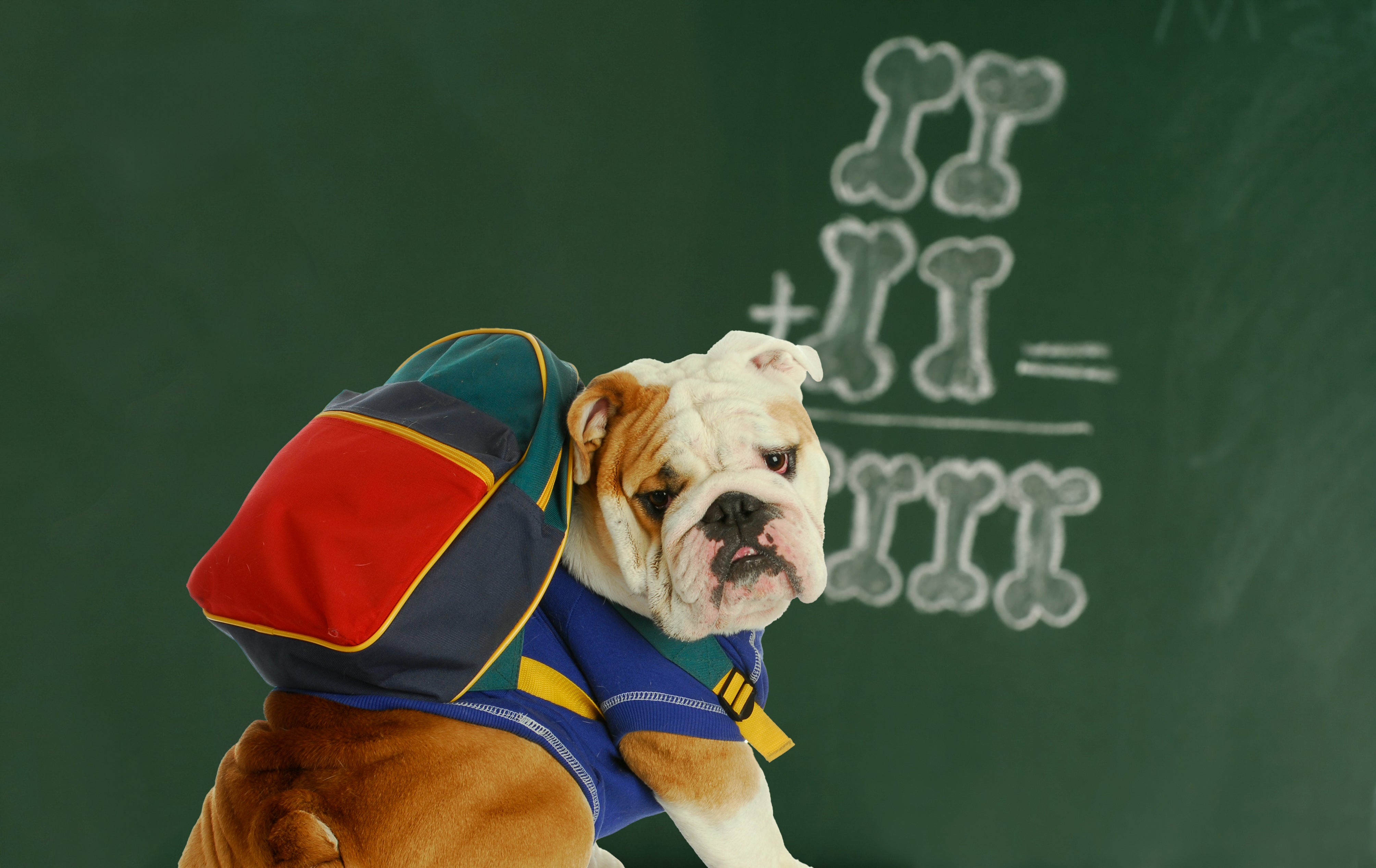Getting Your Furry Friend Ready for Back to School: A Comprehensive Guide