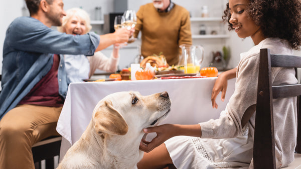3 Tips to Keep Your Pets Calm During the Holidays