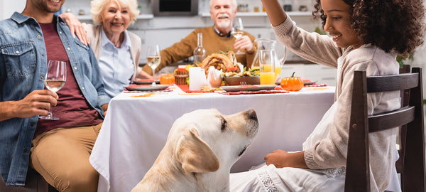 Help Your Dog Handle Holiday Stress Like a Pro