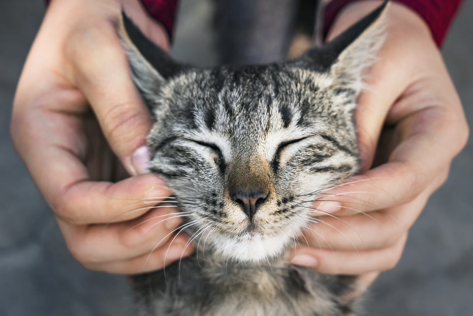 Tips and Tricks for a Calmer and Happier Cat