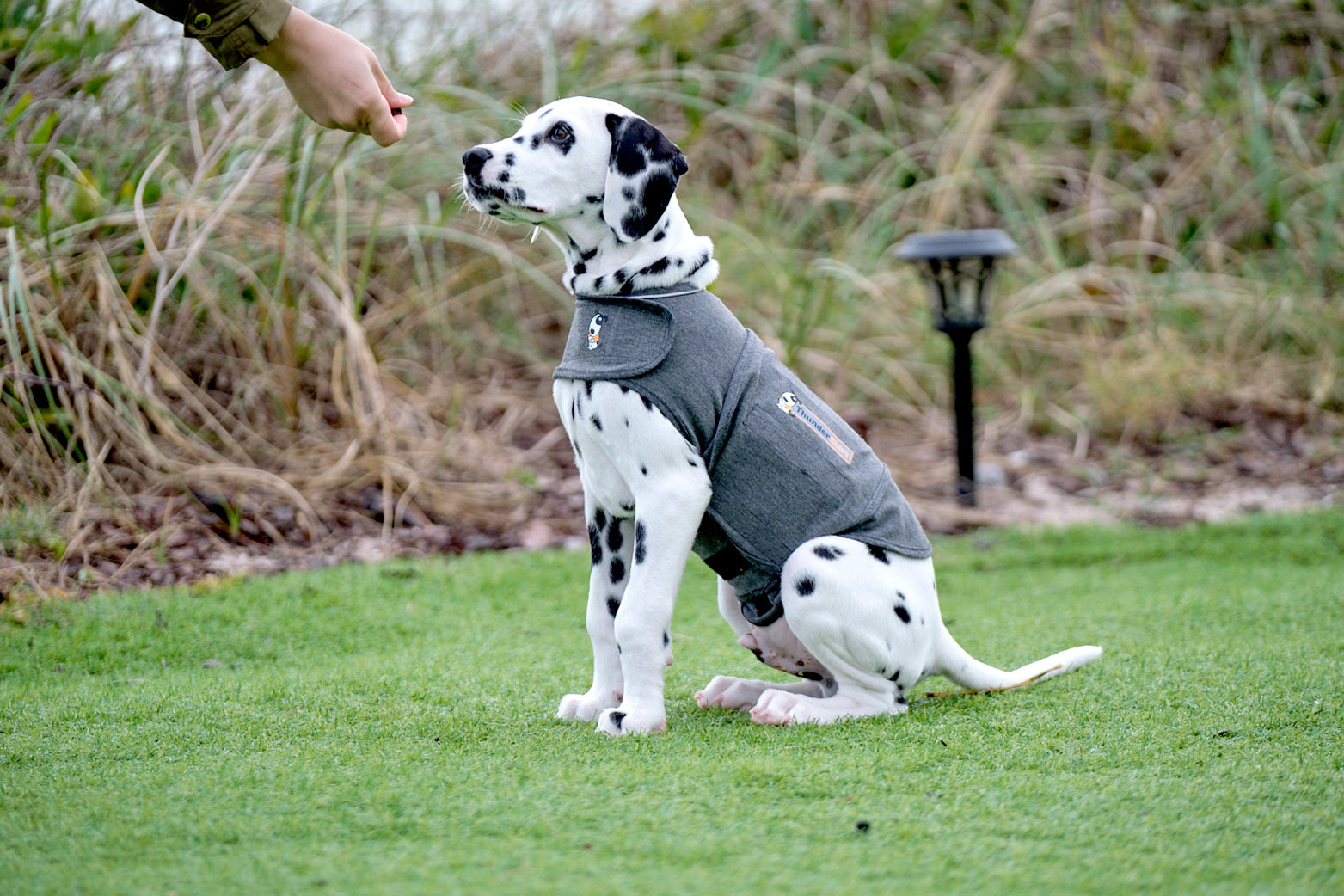 dog training with ThunderShirt