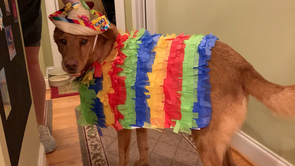DIY ThunderShirt Piñata Costume Tutorial