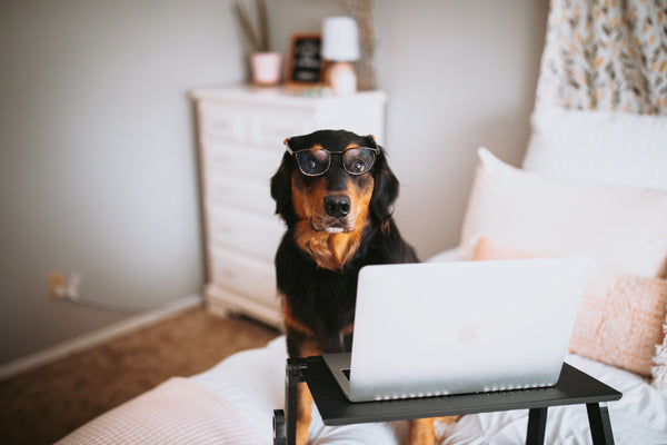 How to Work from Home Effectively with Your Pets