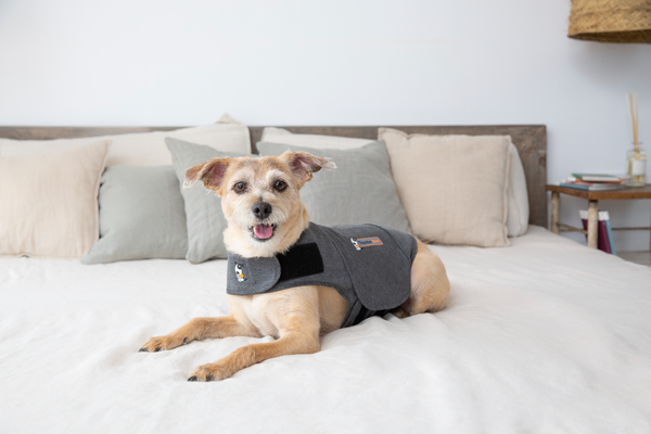 Dog with ThunderShirt resting on bed