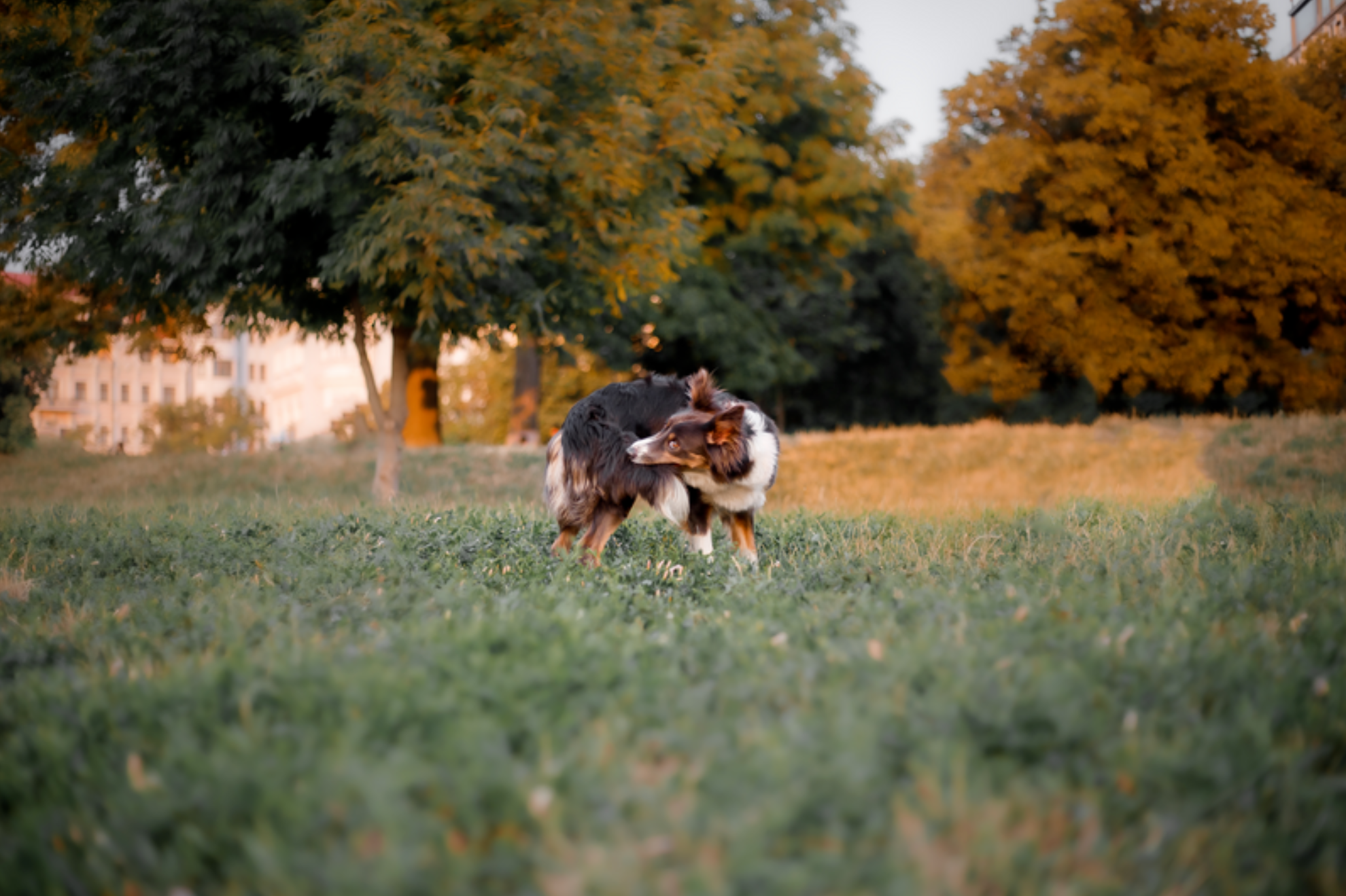 Border Collie dog reaching for their tail in a field.