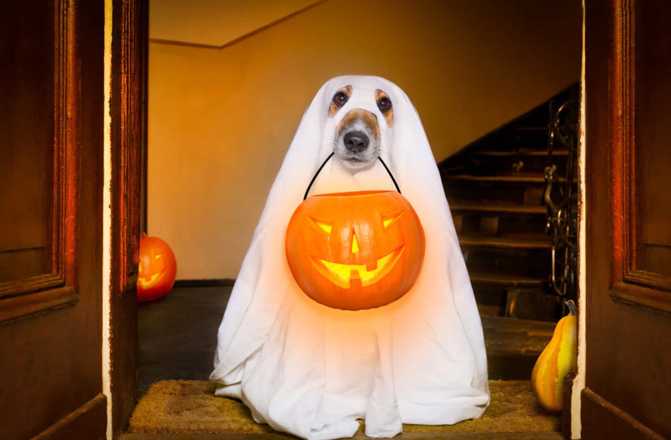 A Comprehensive Halloween Guide for Your Pet!