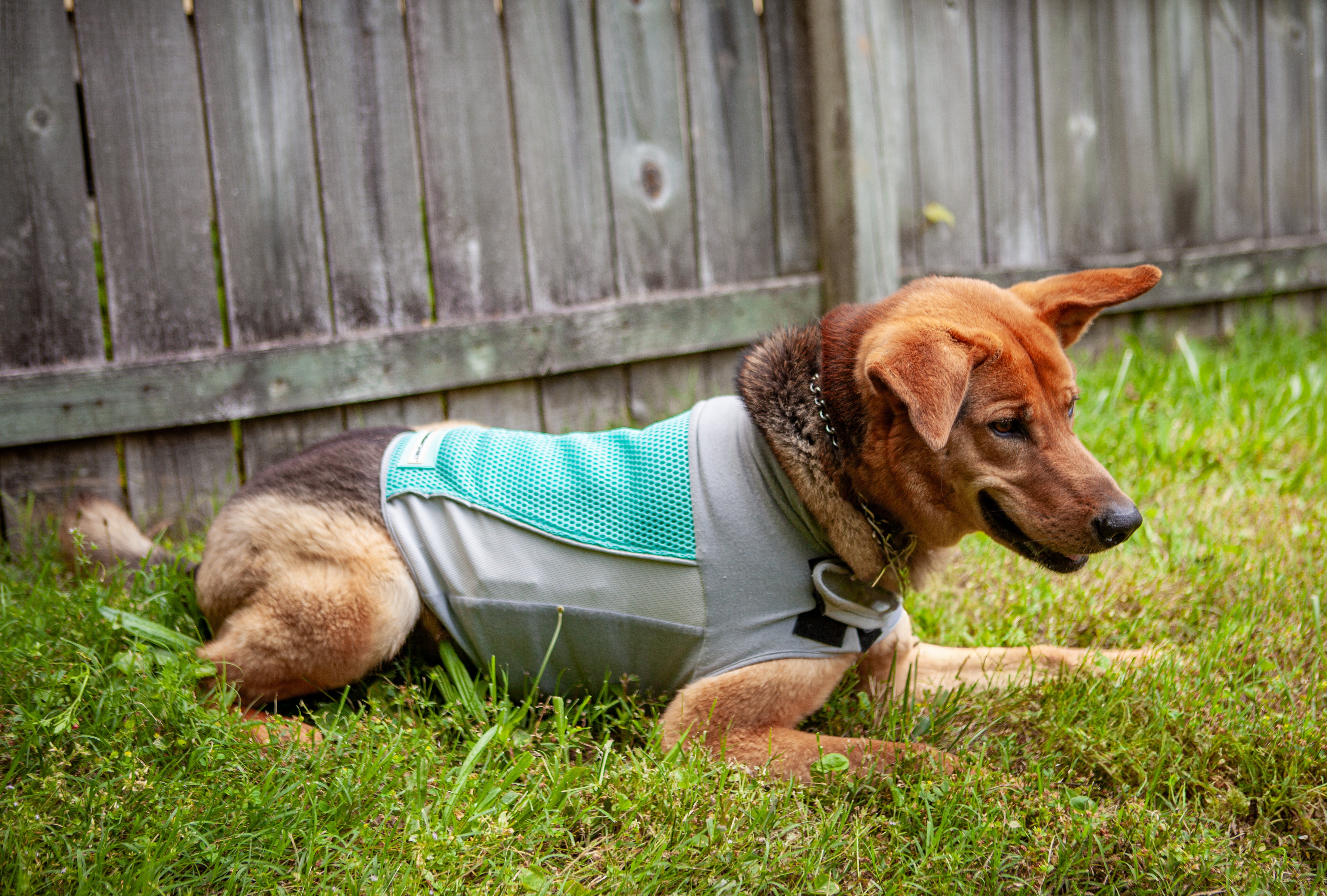 How to Keep Your Dog Cool in Hot Weather