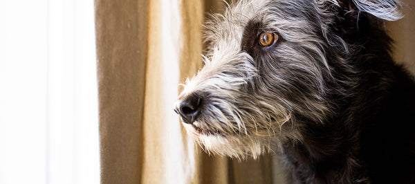 How to Recognize Anxiety in Our Pets, and What Might Help