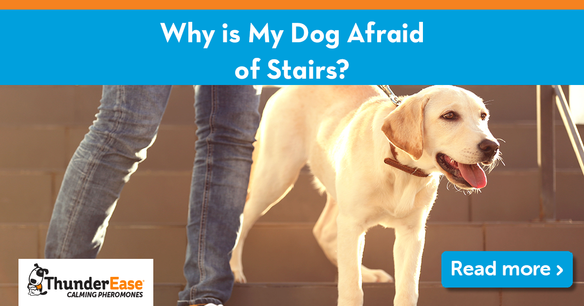 Why Is My Dog Afraid Of Stairs?