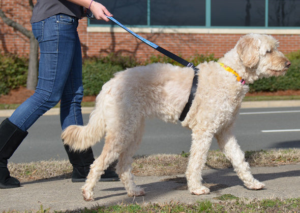 3 Tips for Better Dog Walks