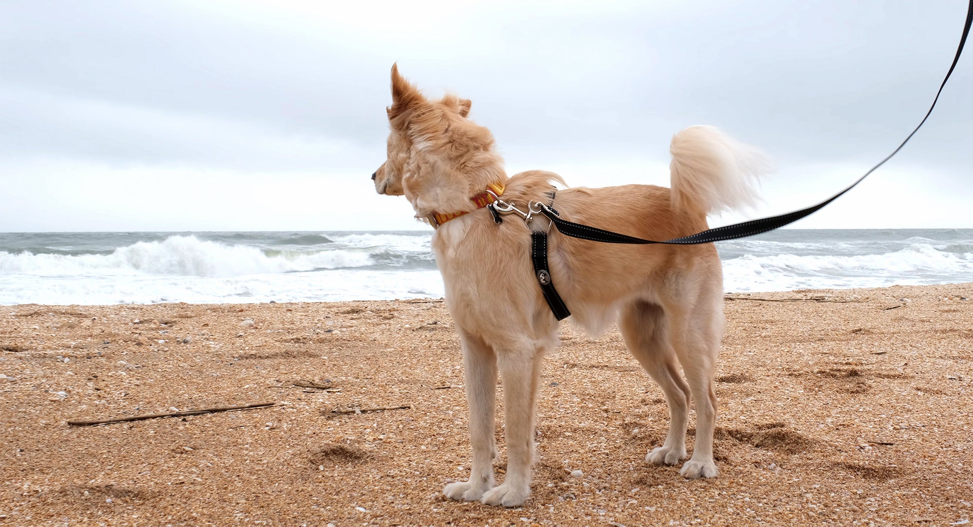 6 Tips for Better Walks with Your Dog