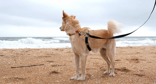 Canine Fitness Month: 6 Tips to Get The Most Out of Walks With Your Dog
