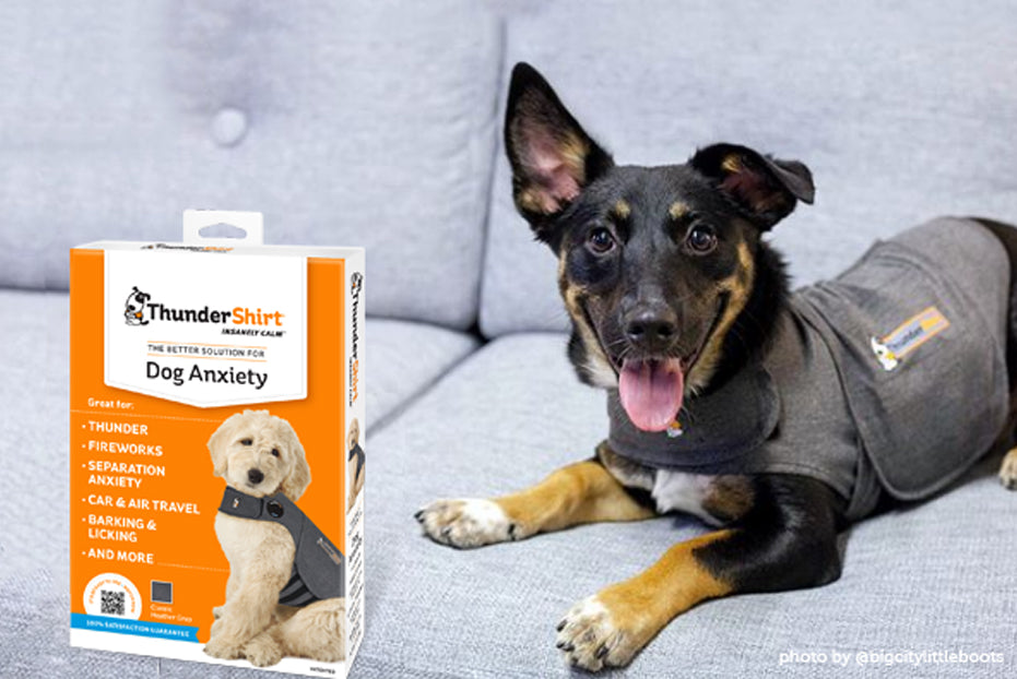 Tips for Introducing the ThunderShirt to Your Pet