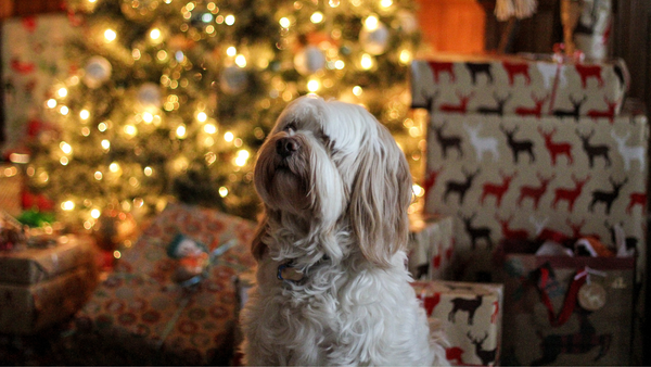 The Ultimate Gift Guide for Your Dog