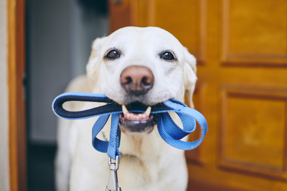 It's National Walk Your Dog Week!