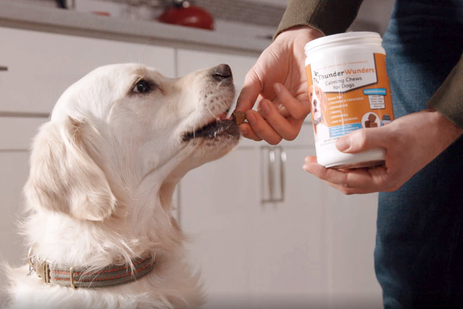 Healthy Ingredients to Help Calm Your Dog