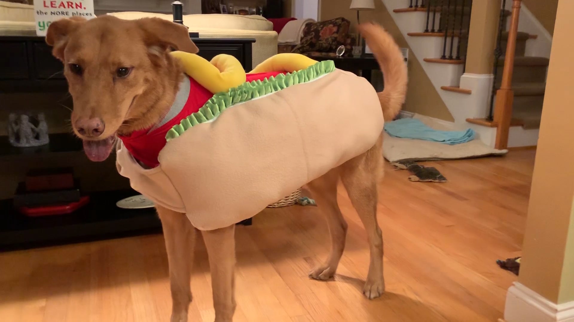 DIY ThunderShirt Hot Dog Costume Tutorial
