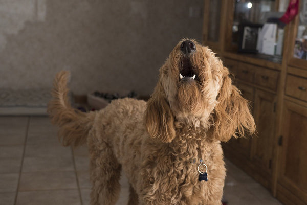 Could Your Dog's Barking be a Sign of Anxiety?