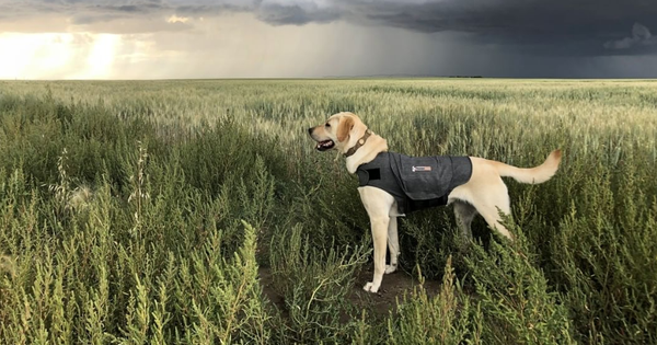 Tips to Help Your Dog to Stay Calm During a Storm
