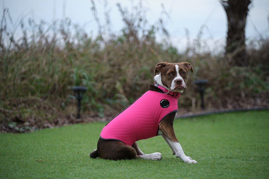 How a ThunderShirt Can Help Reduce Excessive Barking