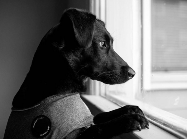 6 Tips to Reduce Your Dog's Separation Anxiety
