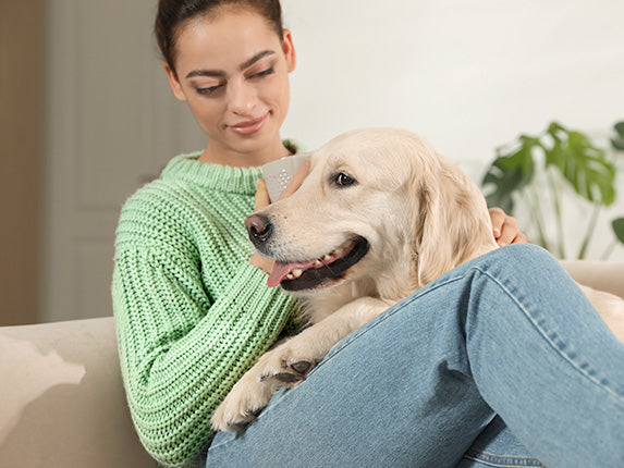 A woman sits on a couch holding a Golden Retriever. 