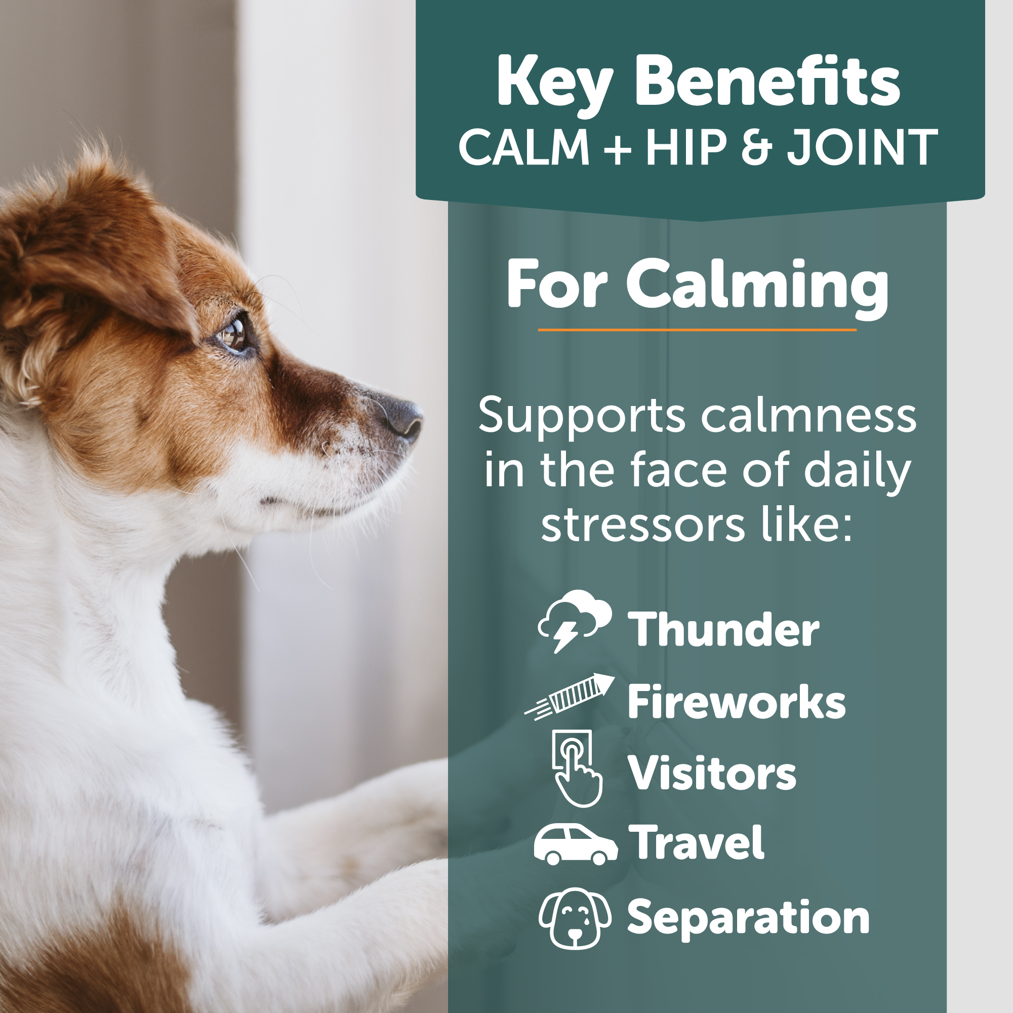 ThunderBites™ Calm+ Hip & Joint Daily Soft Chews for Dogs