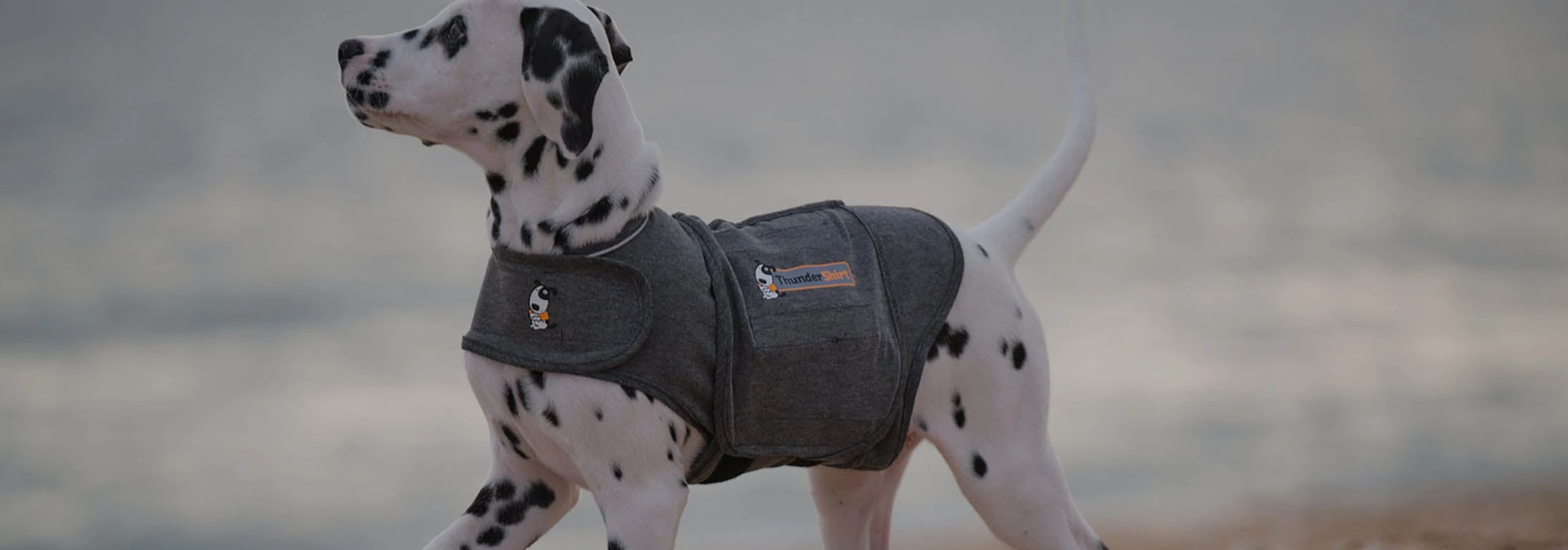 Peace Sign Dog Collar peaceful Retro Designer Dog 