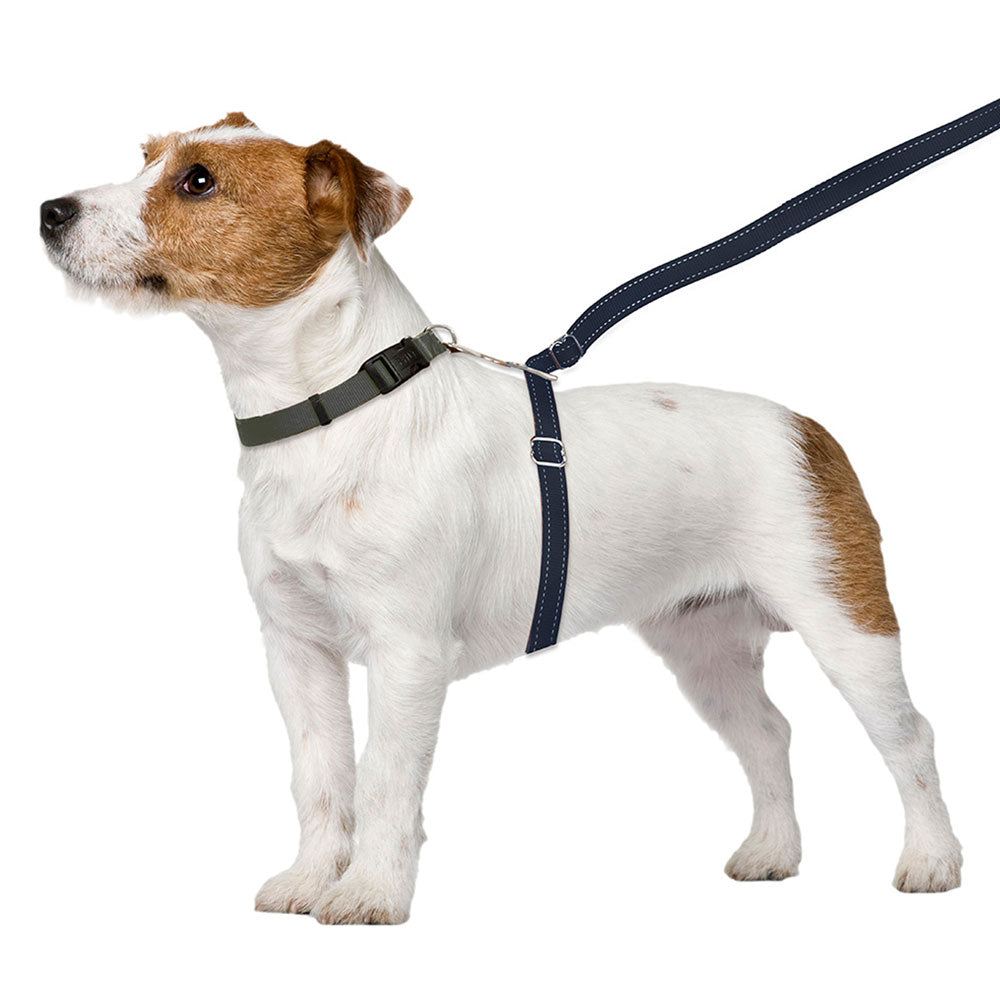 ThunderLeash No-Pull Dog Leash – ThunderShirt